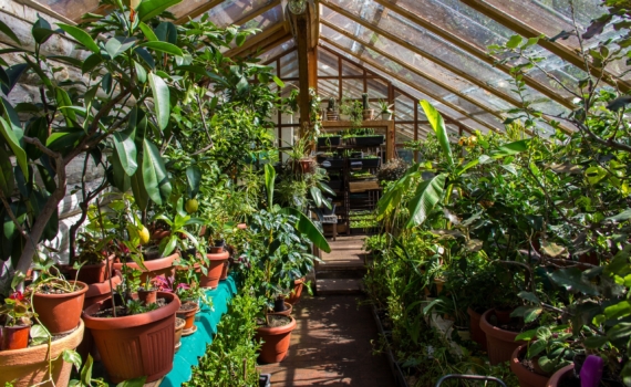 Стоит ли обрезать воздушные корни? Секреты грамотного ухода — что нужно знать садоводу осенью